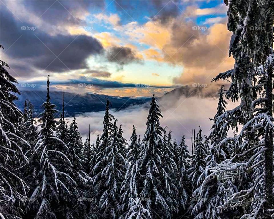 Frozen trees in winter