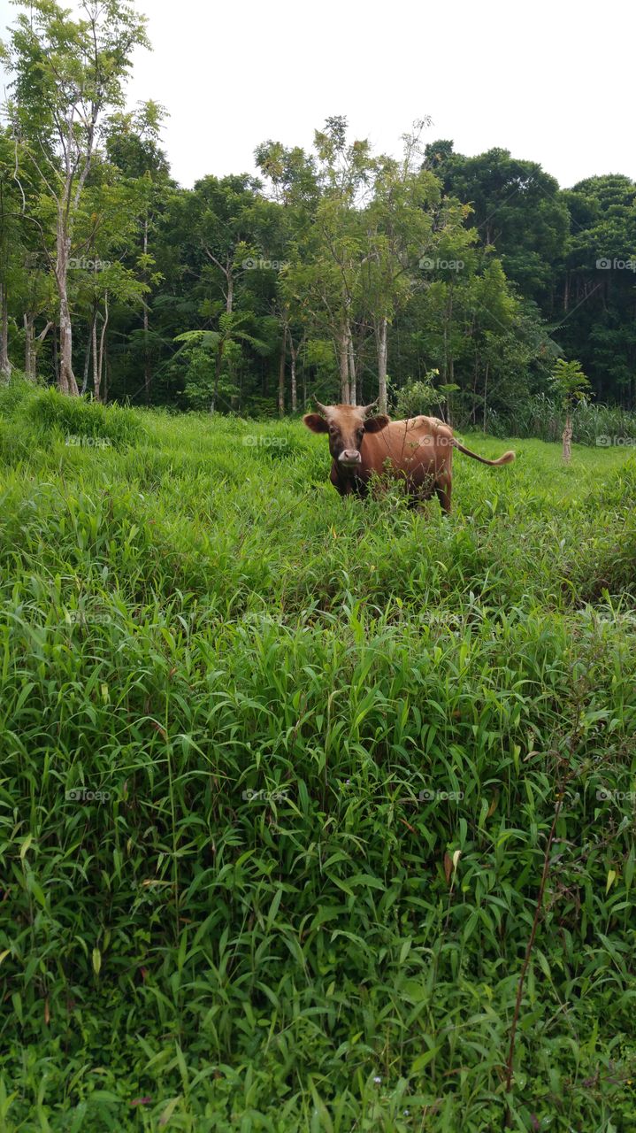 Cow in Fiji 