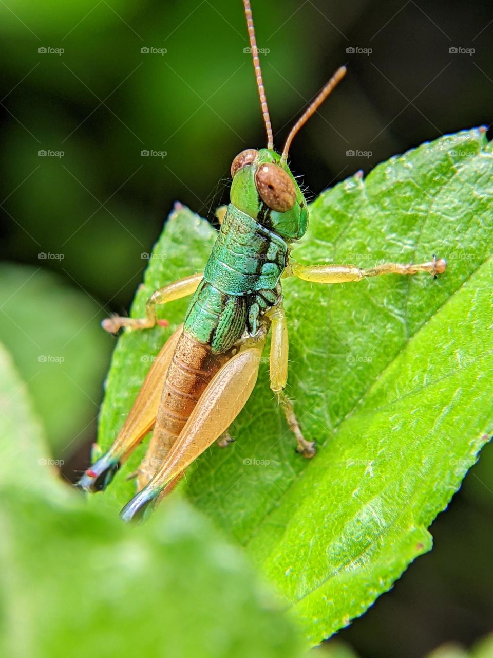 grasshopper