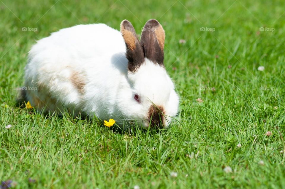 white rabbit with black ears nibbles green grass in the park, year of the rabbit 2023, easter bunny