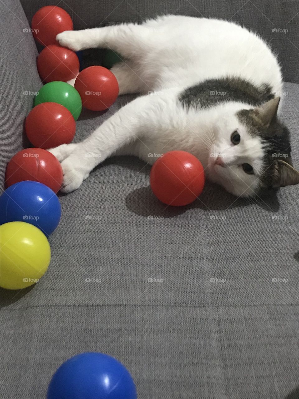 playful cat with colored balls