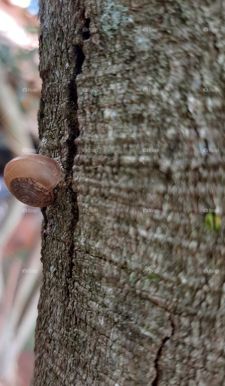 Snail on the tree trunk.