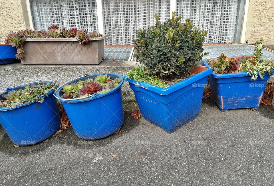 houseplant in blue pot