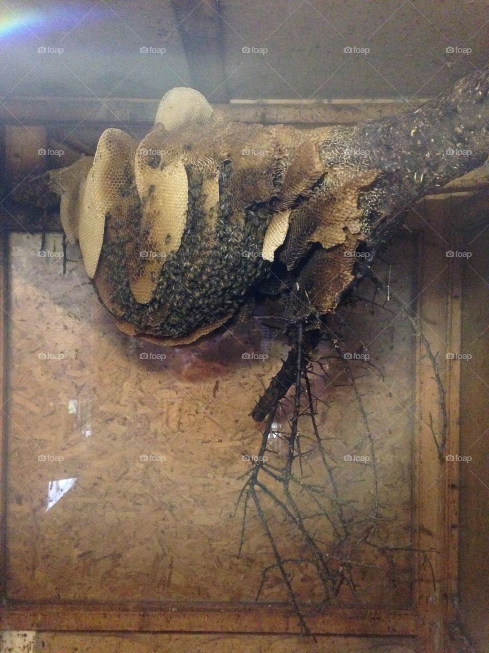 Bee hive at the honey farm