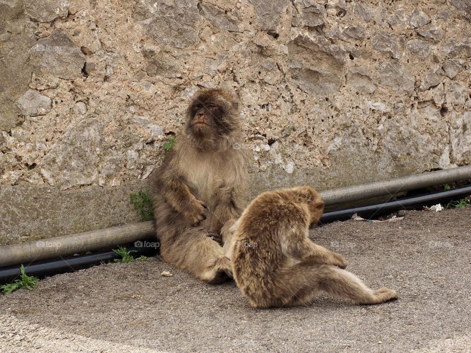 Macaques 