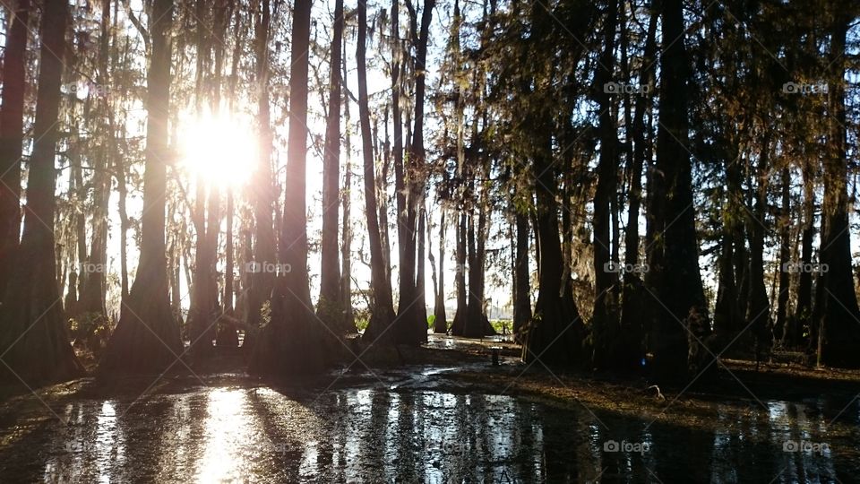 Louisiana swamp