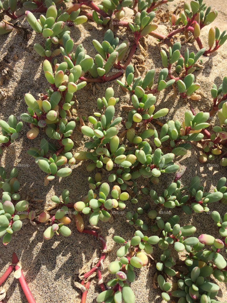 Cactus in Santa Maria Cape Verde