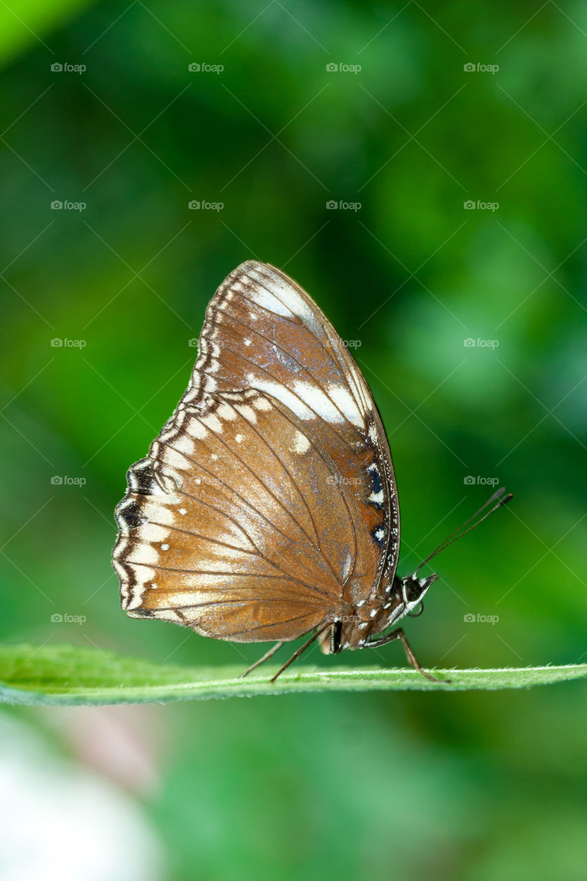 Great Egg-fly butterfly (Hypolimnas Misipus)