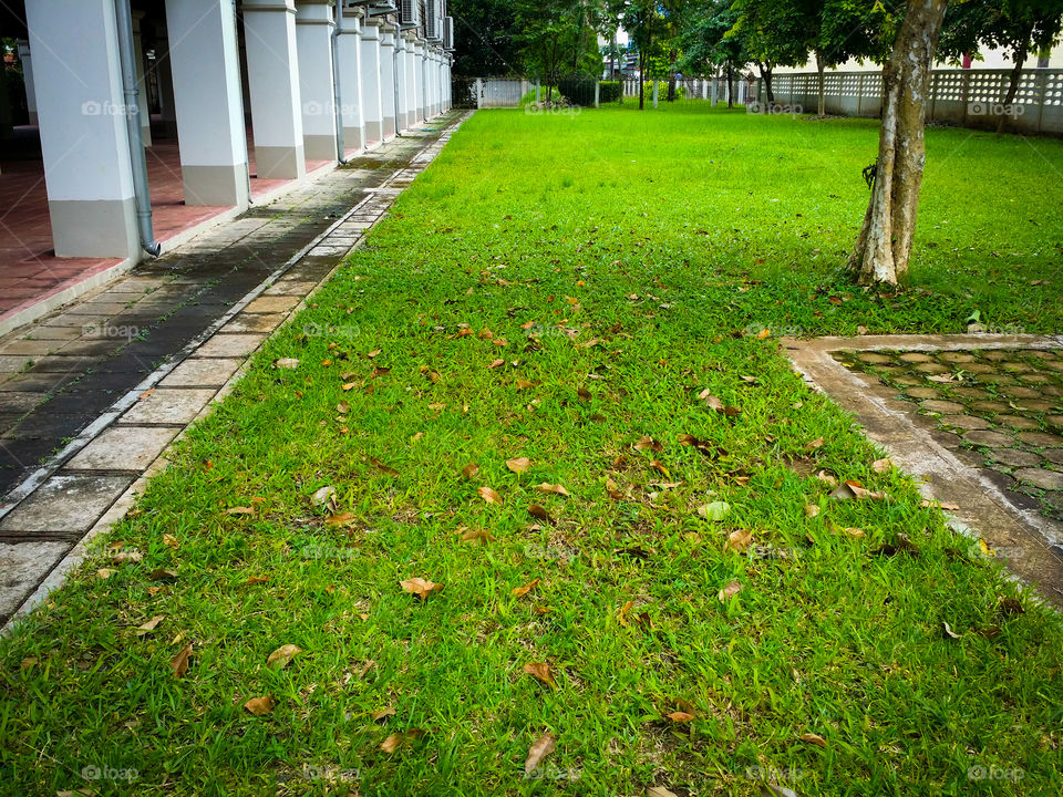 Green grass in the garden.