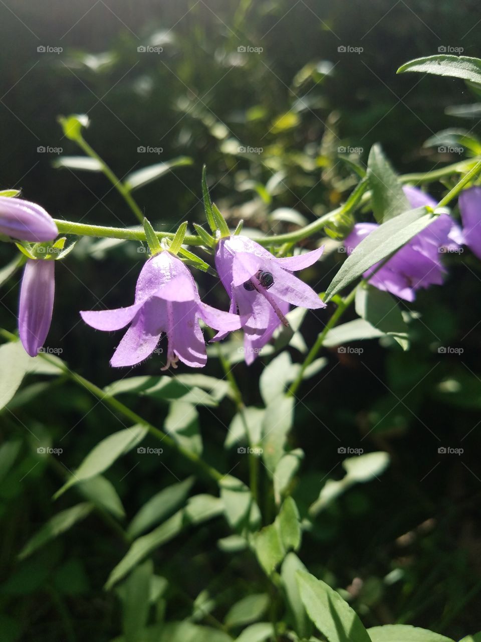Bell-shaped purple wildflowers
