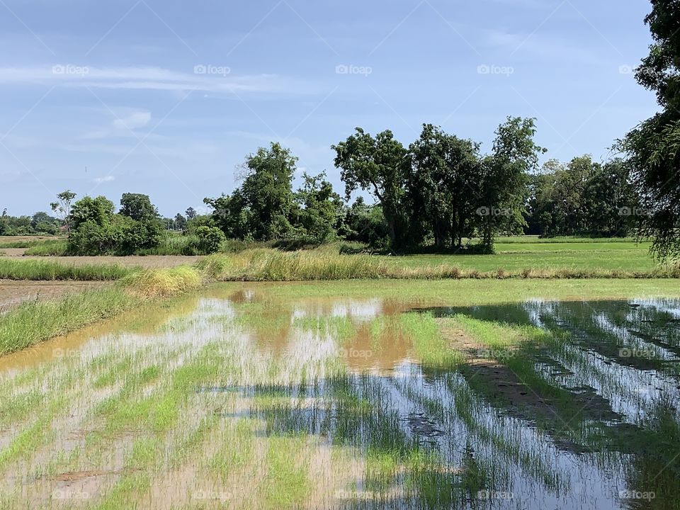 The stories of the rice field, Countryside 