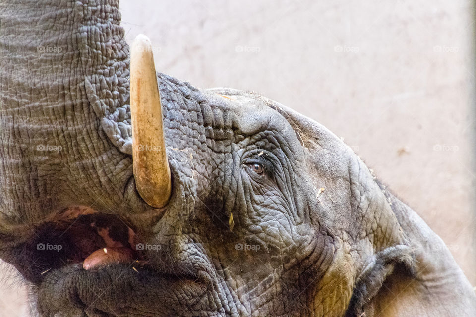 close up of an elephant face in the morning
