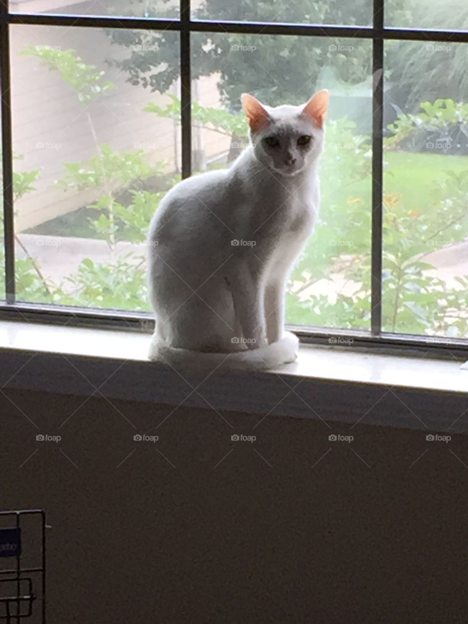 White cat in the window,