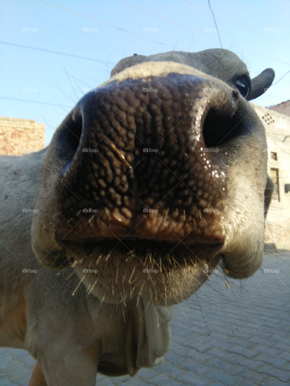 cow selfi
