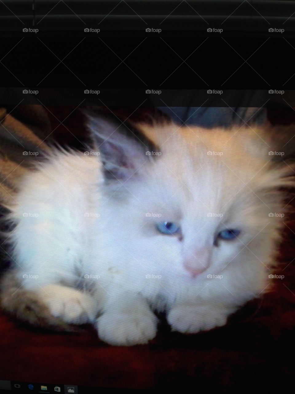 Ragdoll Kitten blue eyes