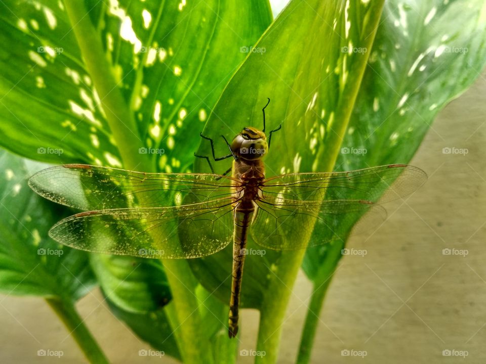 Dragon fly