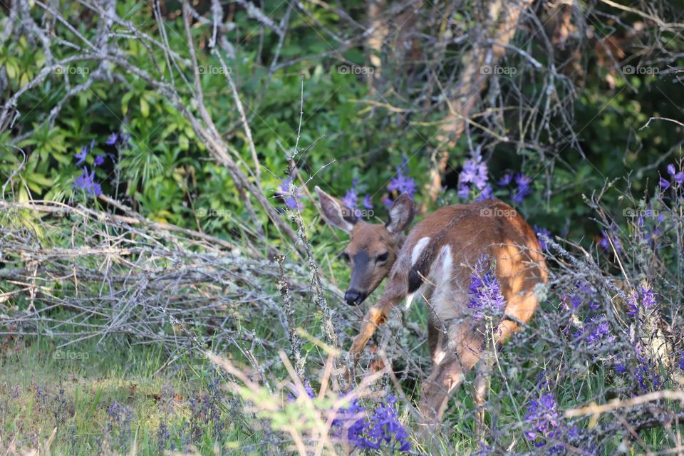 Deer in the forest