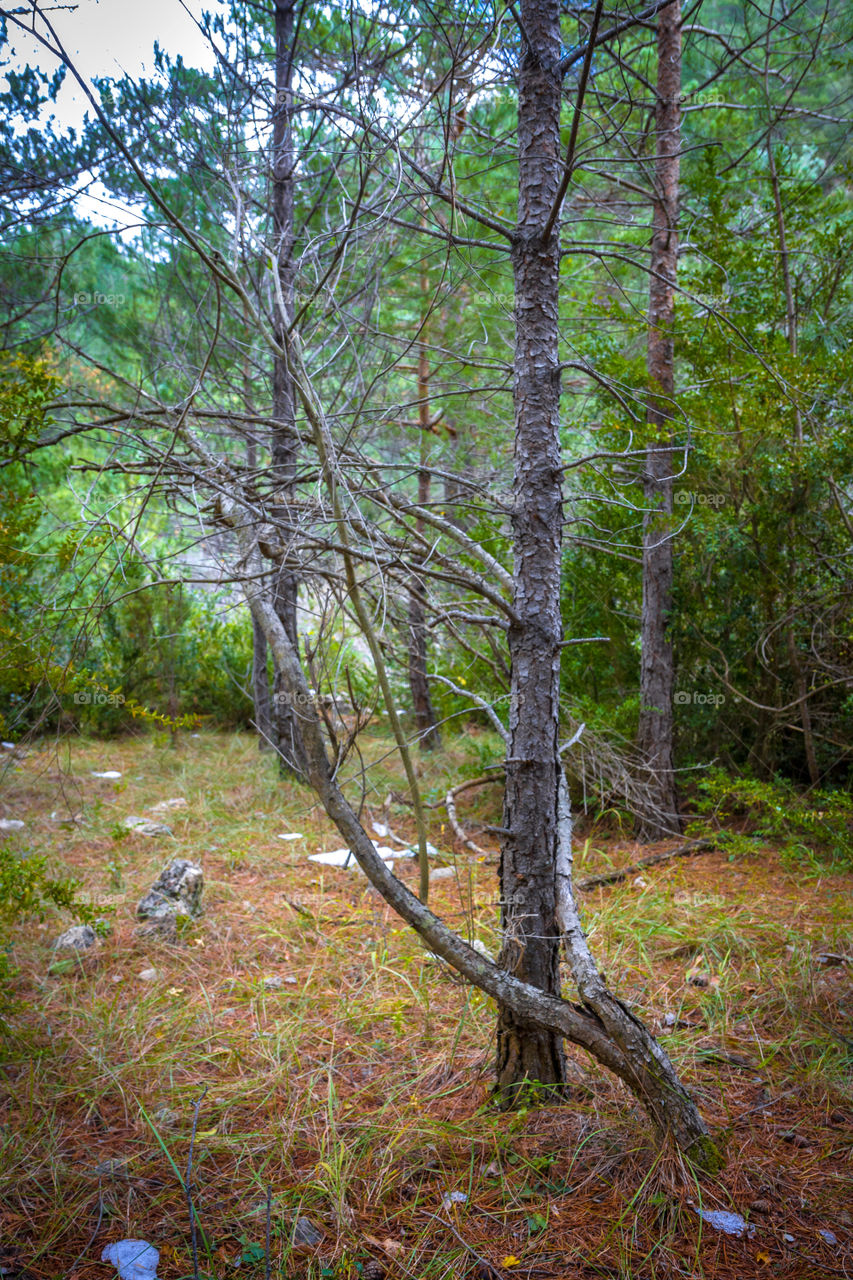 Tree, Wood, Nature, Landscape, No Person