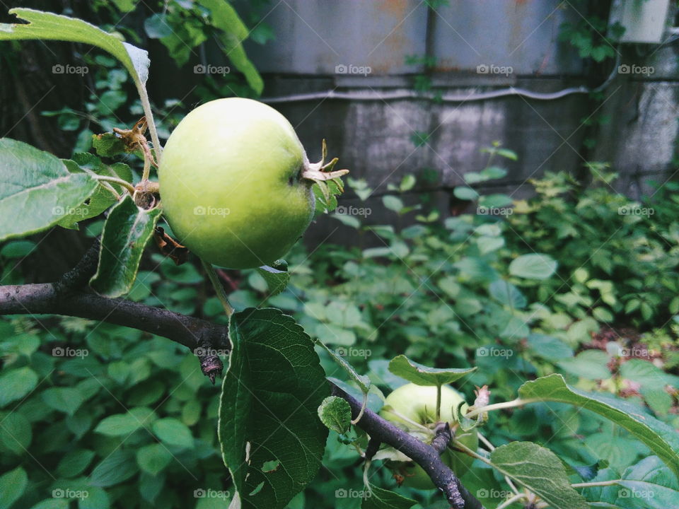 A real green apple on a tree, although not perfect, but very tasty