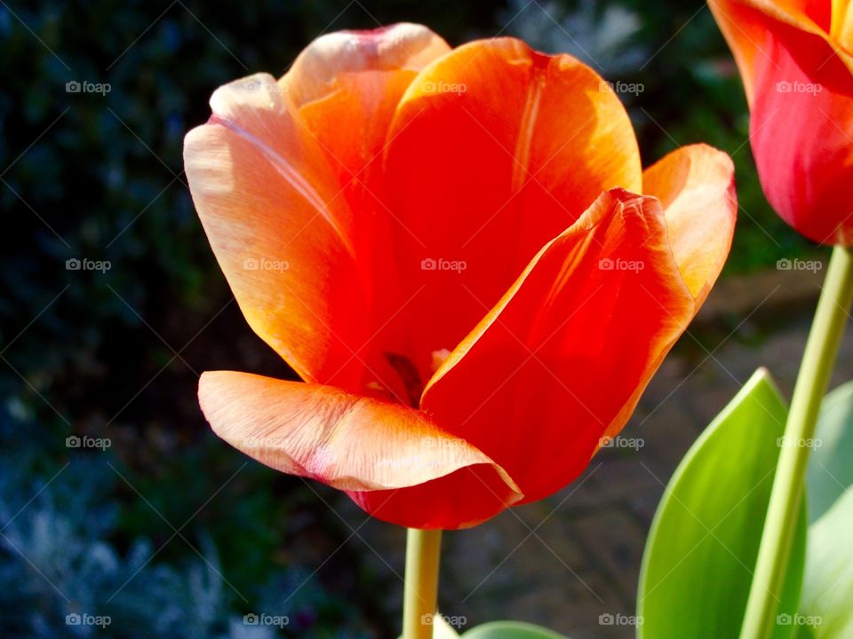 Tulip