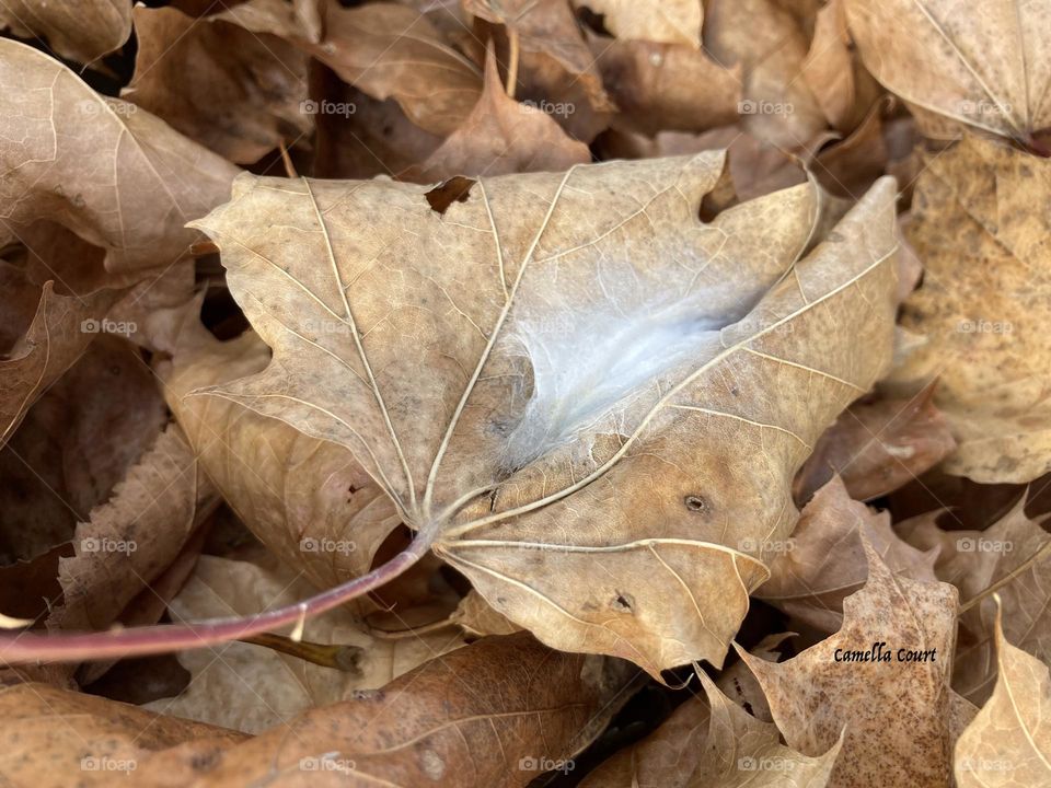 Spider nested in a fall maple leaf