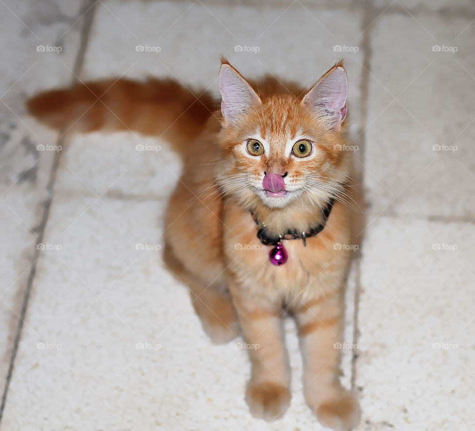 a cat sticking out his tongue