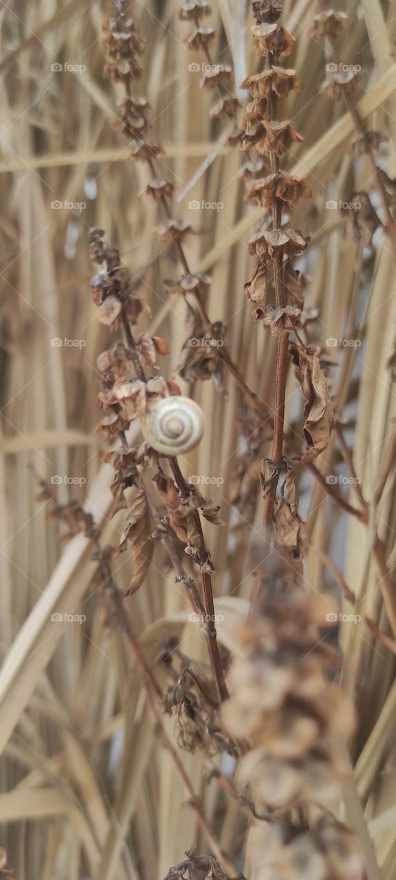 Snail is a cute creature
