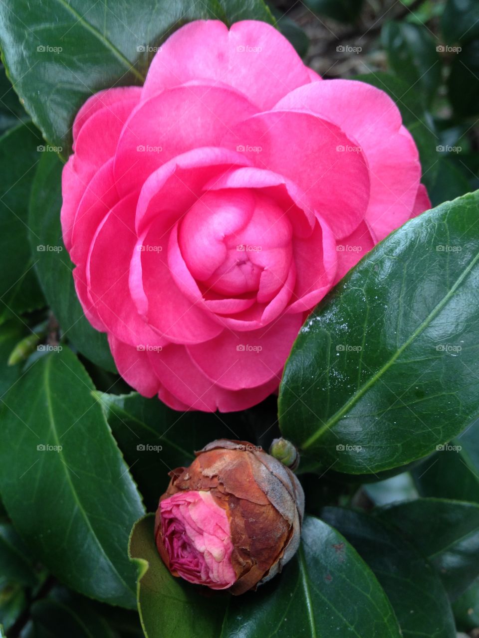 Japanese camellia floral snap 