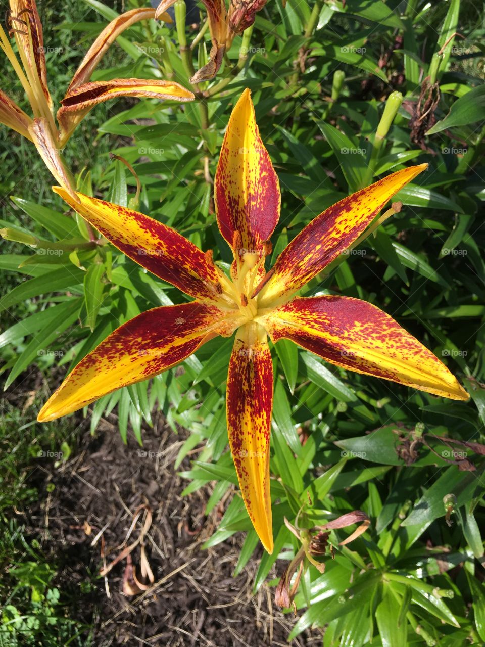 Red and yellow lily