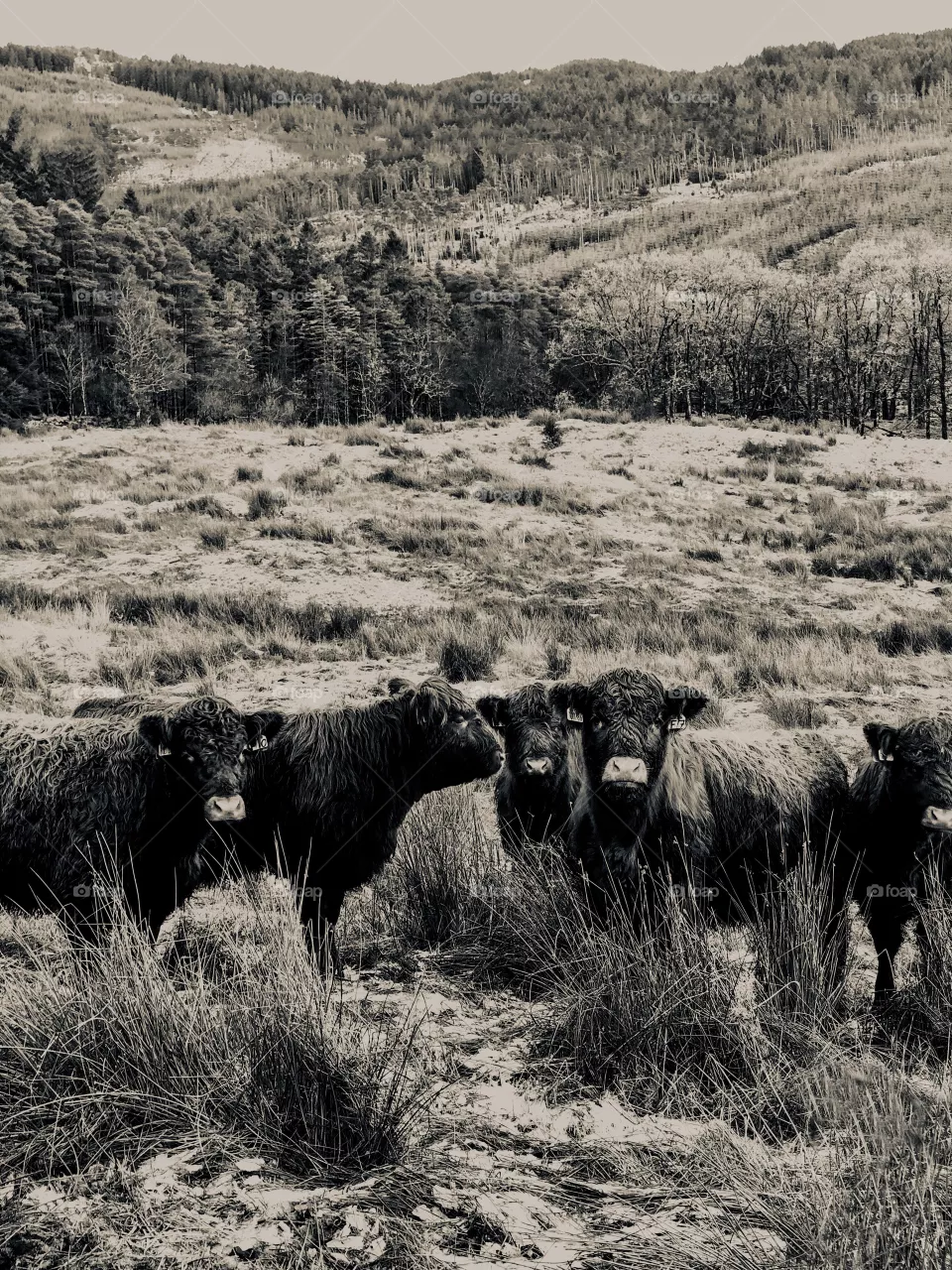 Cows