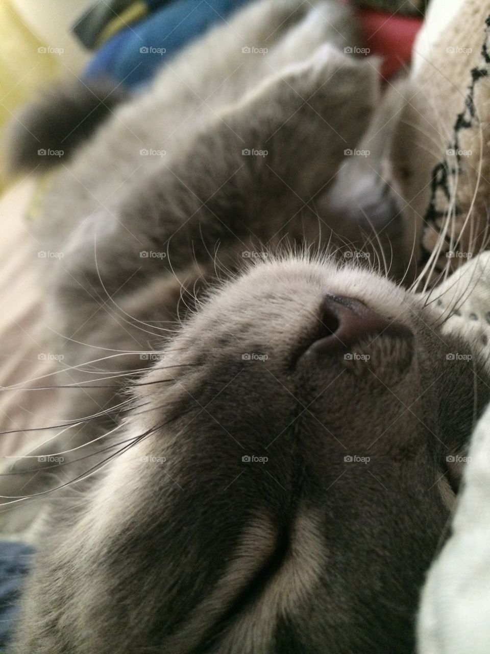Lazy cat sleeping 