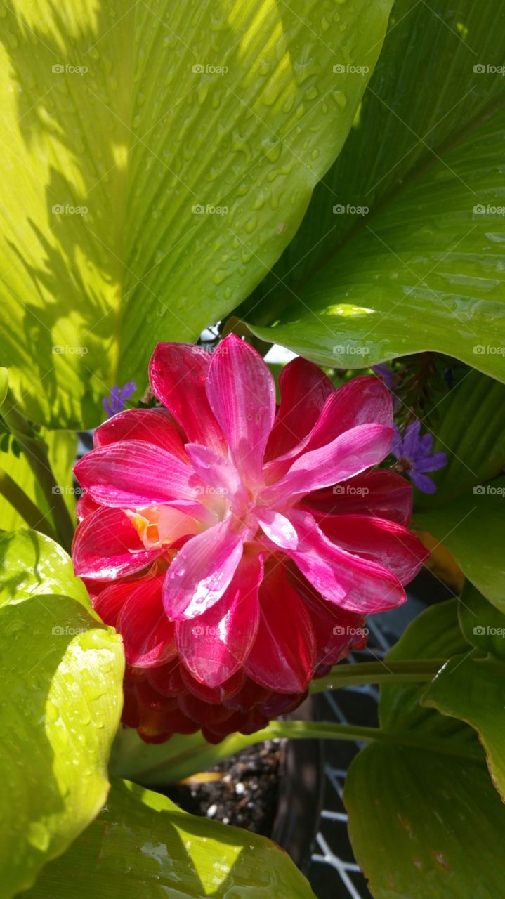 Nature, Leaf, No Person, Flora, Garden