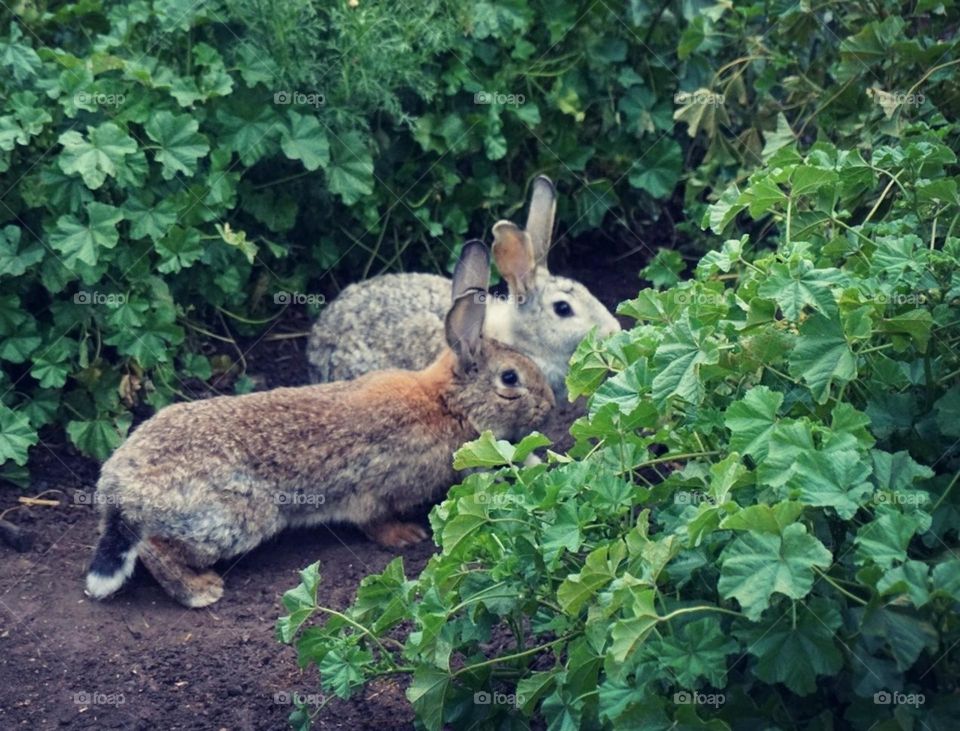 Rabbits#garden#pets#greengrass