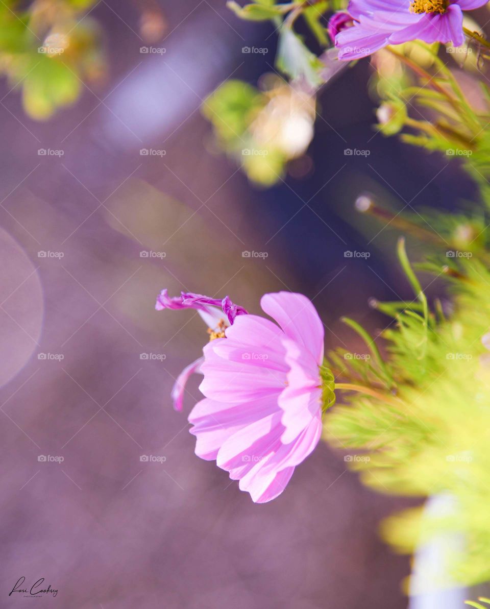 Pastel Pink Delicate Burst 