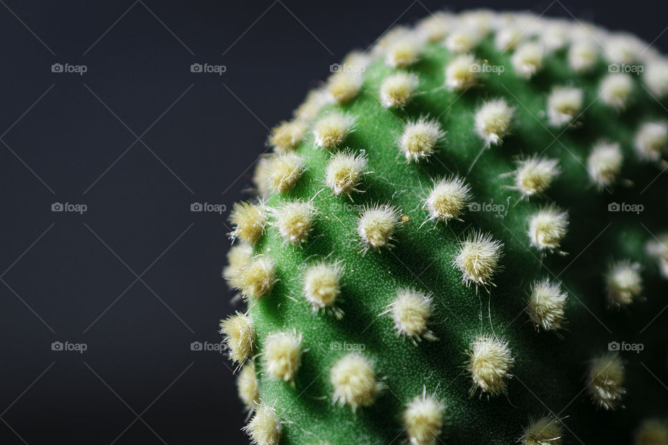Cactus 