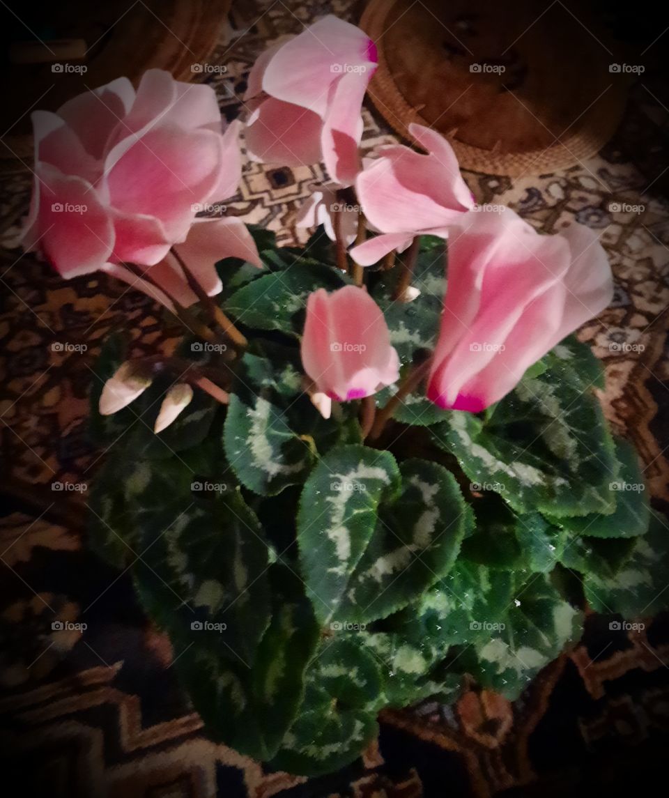 pink cyclamens on a dinning room table