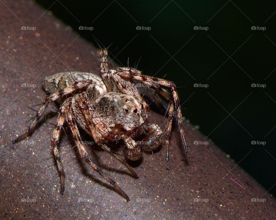 Cute little spider hanging out in the backyard