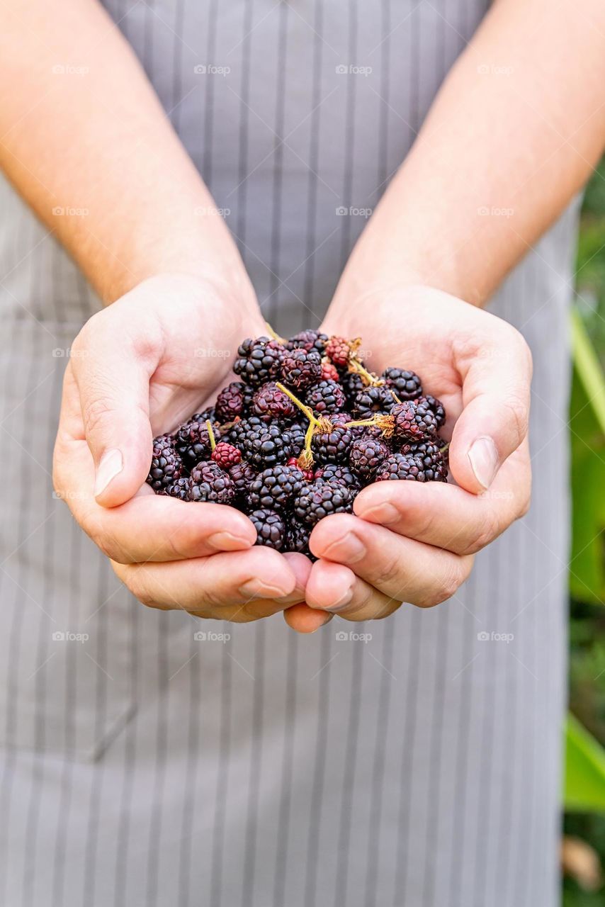 hands with blackberries