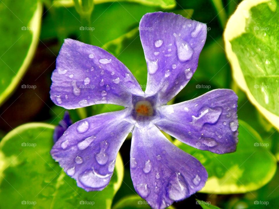 Purple flower with rain drops 