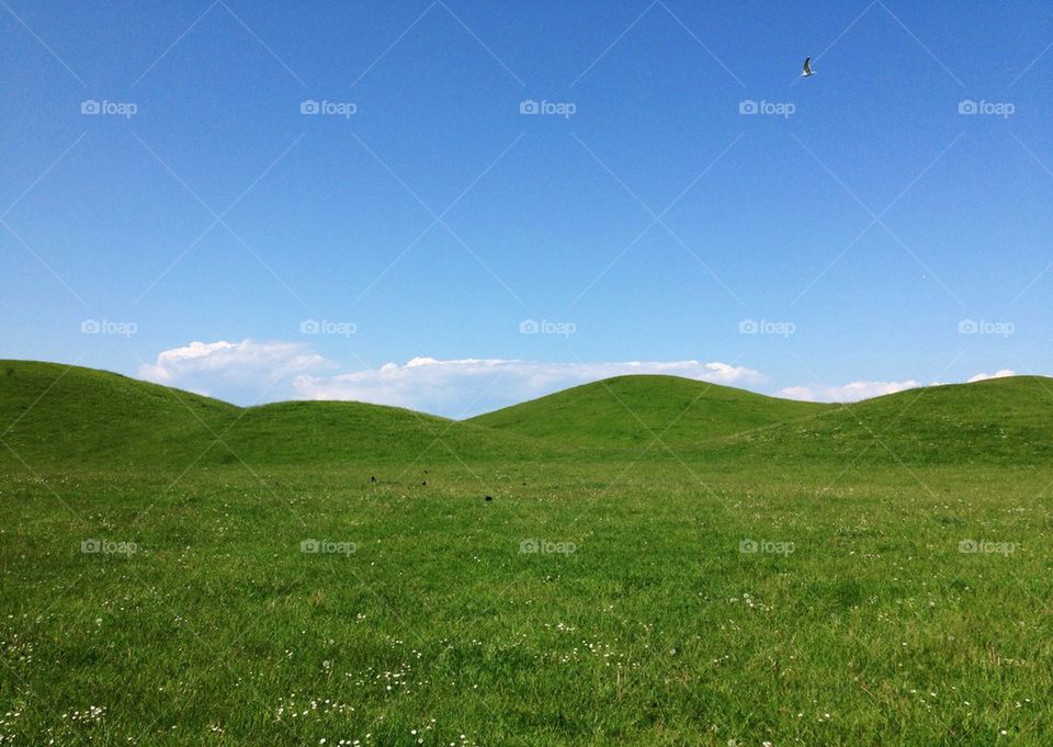 Grassy field against blue sky