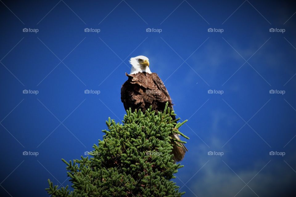 Bald Eagle with wind blowing feathers