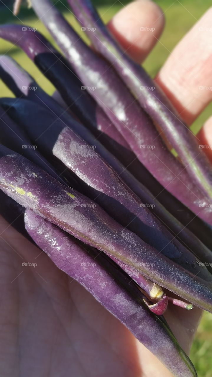 purple beans