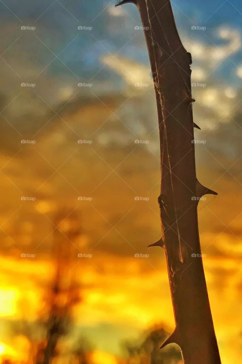 Thorns