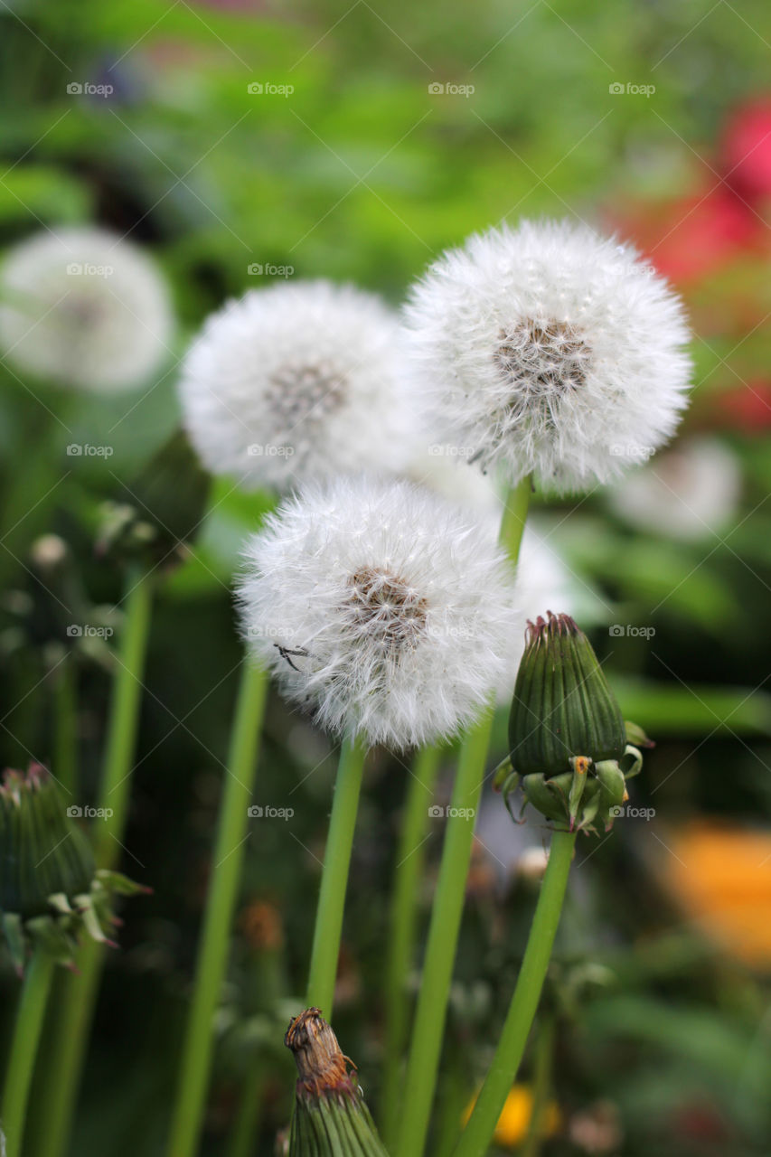 Dandelion, flower, vegetation, plants, meadow, meadow, village, sun, summer, heat, nature, landscape, still life, yellow, white, beautiful, furry,