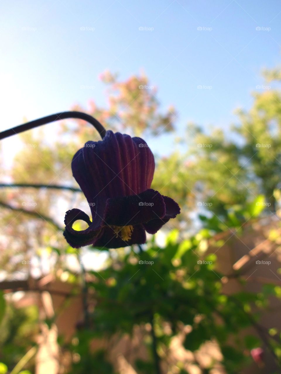 Leather Flower Clematis