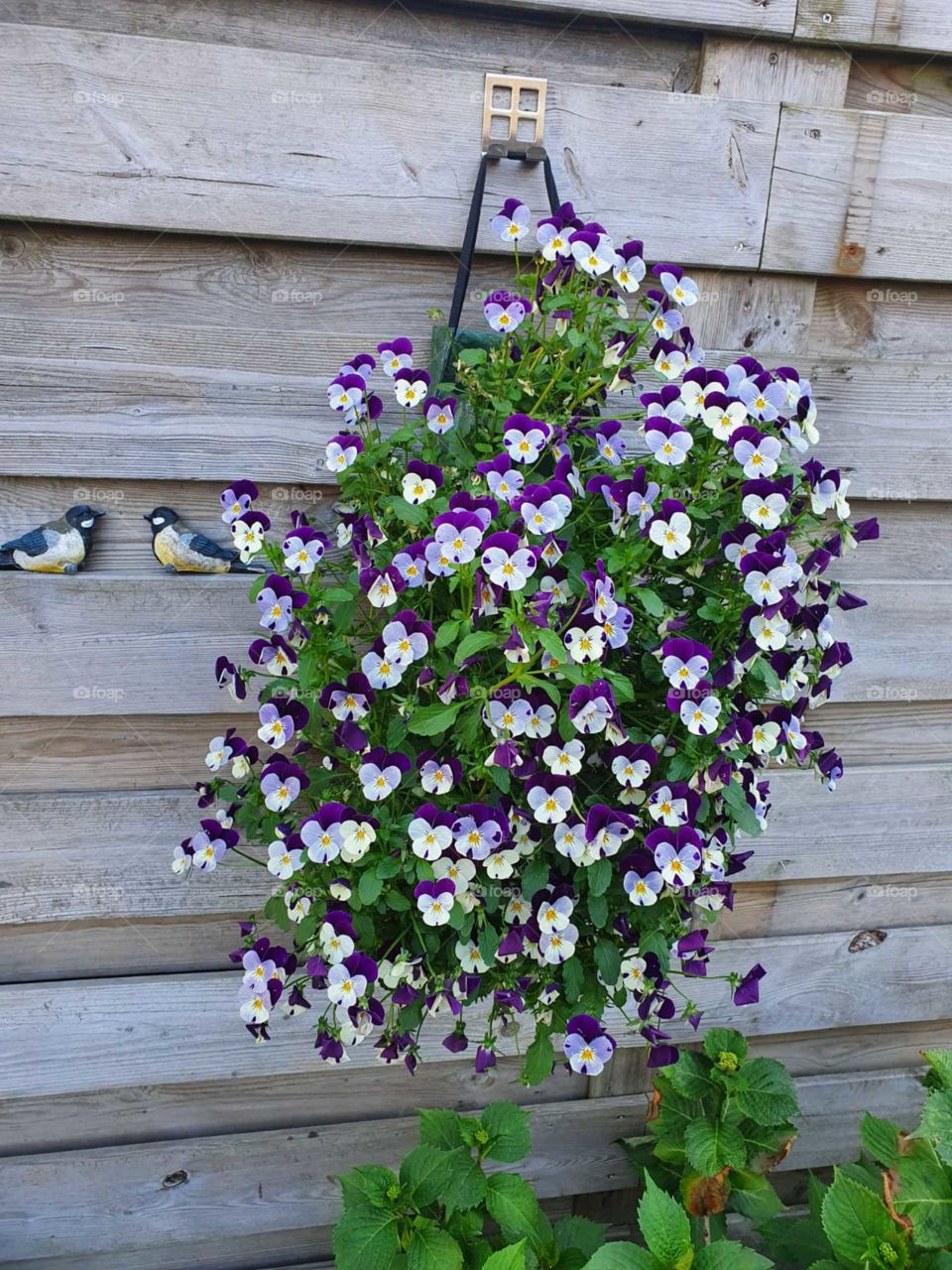 Violet is a genus from the violet family. The genus has about four hundred species that occur in temperate regions. Most species are found in damp and slightly shaded places.