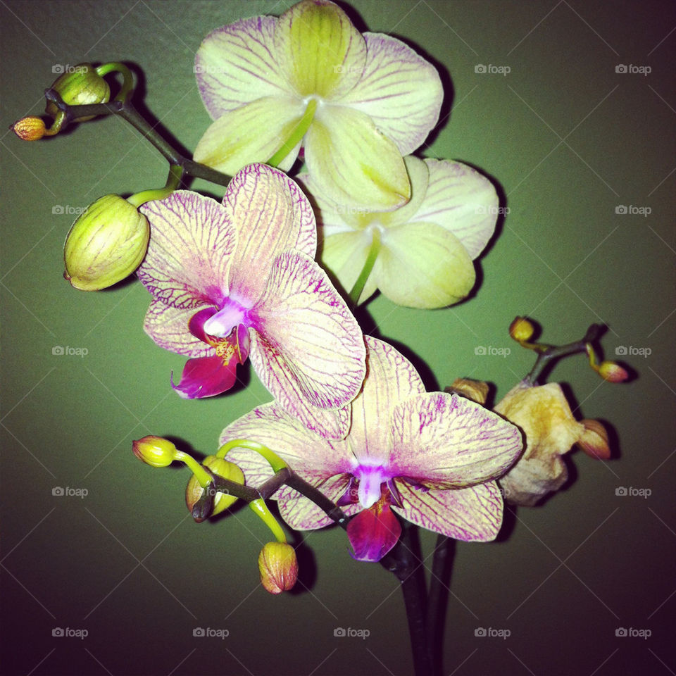 green flower purple orchid by lovemeans0
