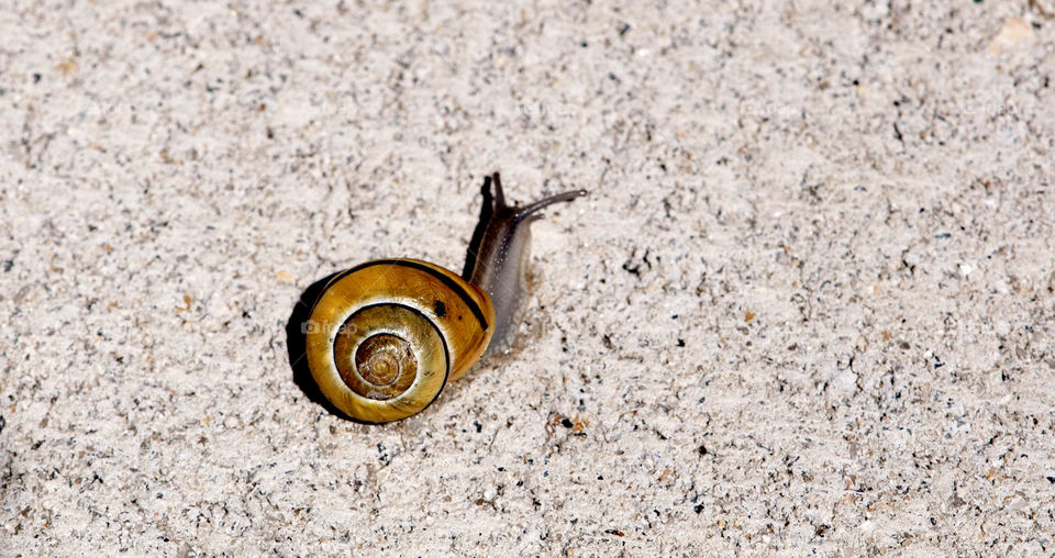 Snail at home 