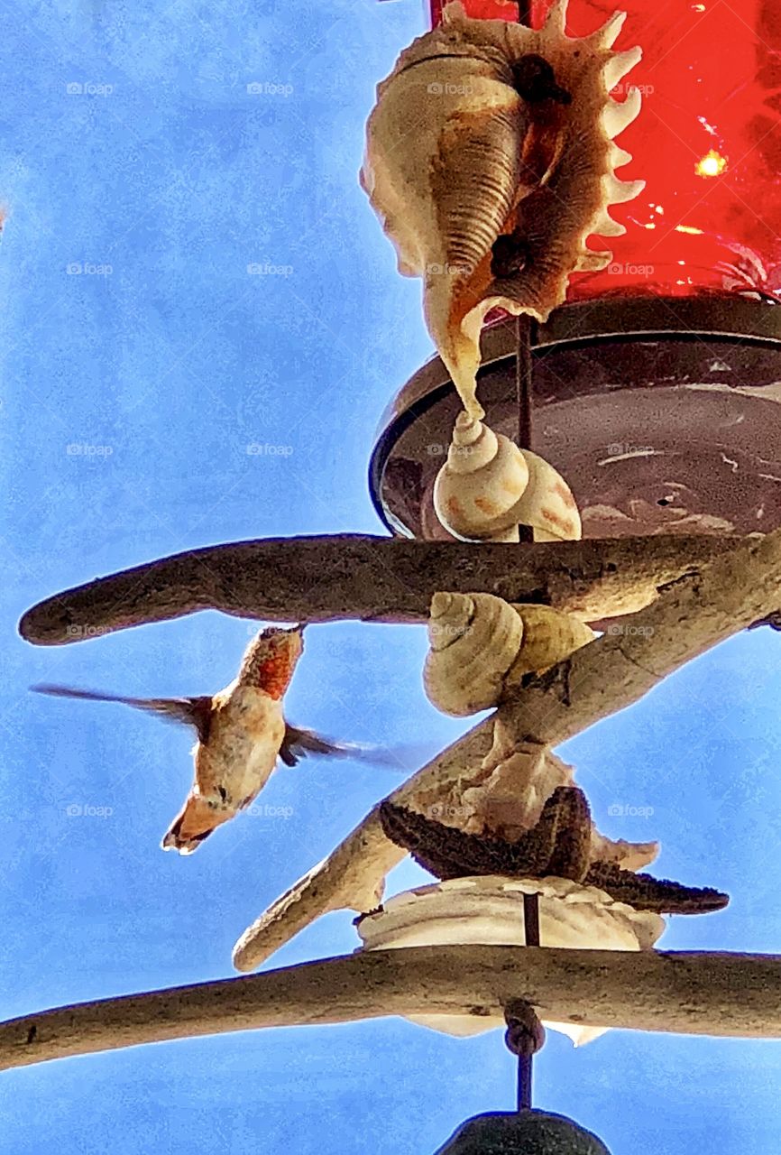 Hummingbird Feeding!