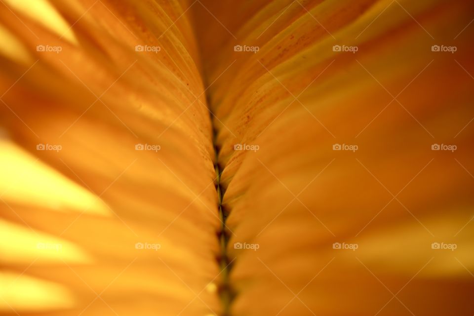 Yellow palm leaf